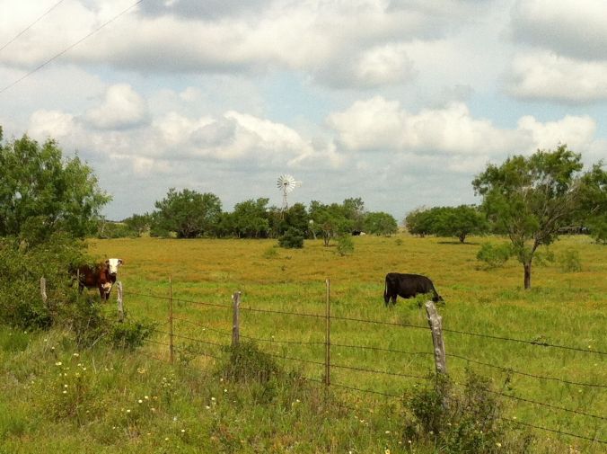 A favorite windmill spot that just happened to have cows in the foreground for a change.